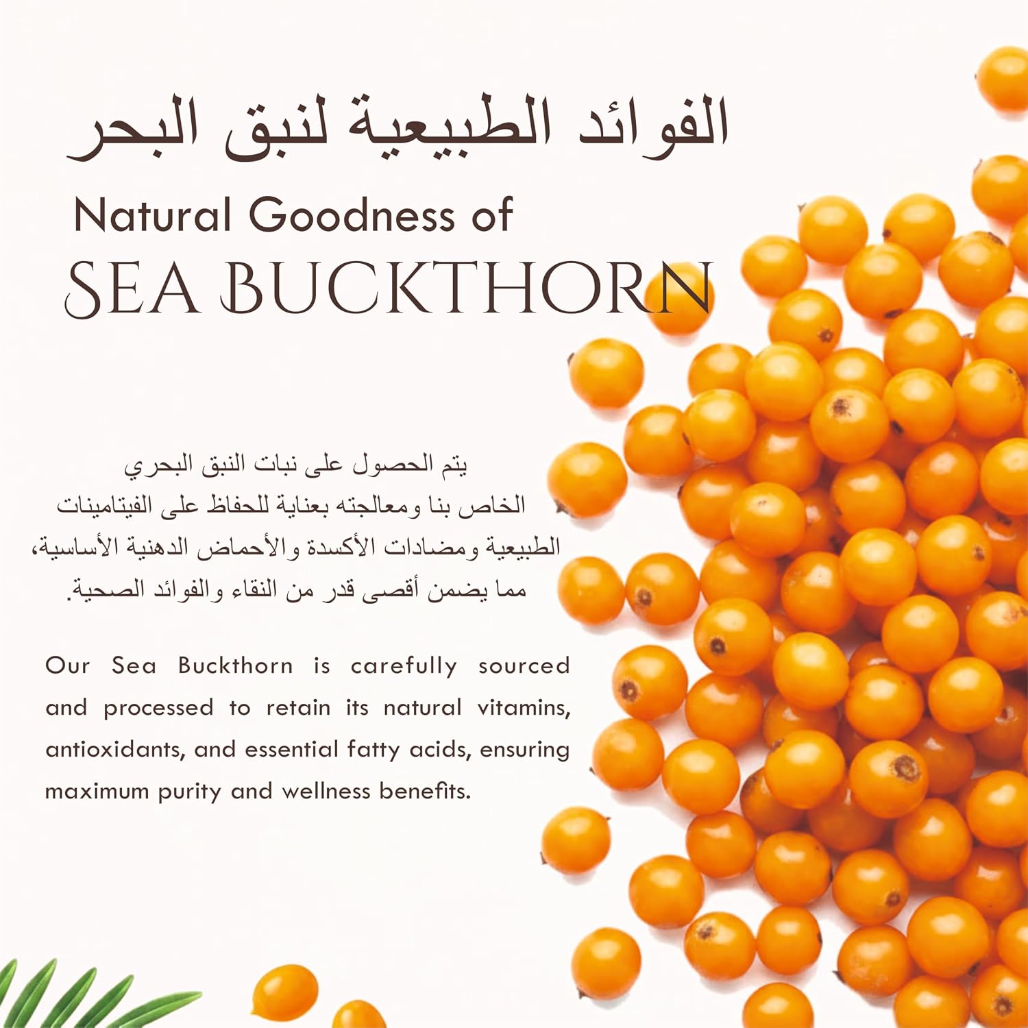 Himalayan Sea Buckthorn Pulp, Cold-Pressed, Enriched with Vitamin C, Omega 3 6 7 9, Antioxidants